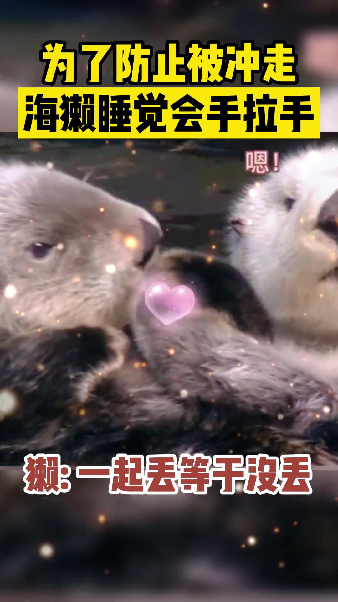 为了防止睡觉的时候被冲走，海獭宝宝都会手拉手入睡！-24VS直播, image size:1080x1920