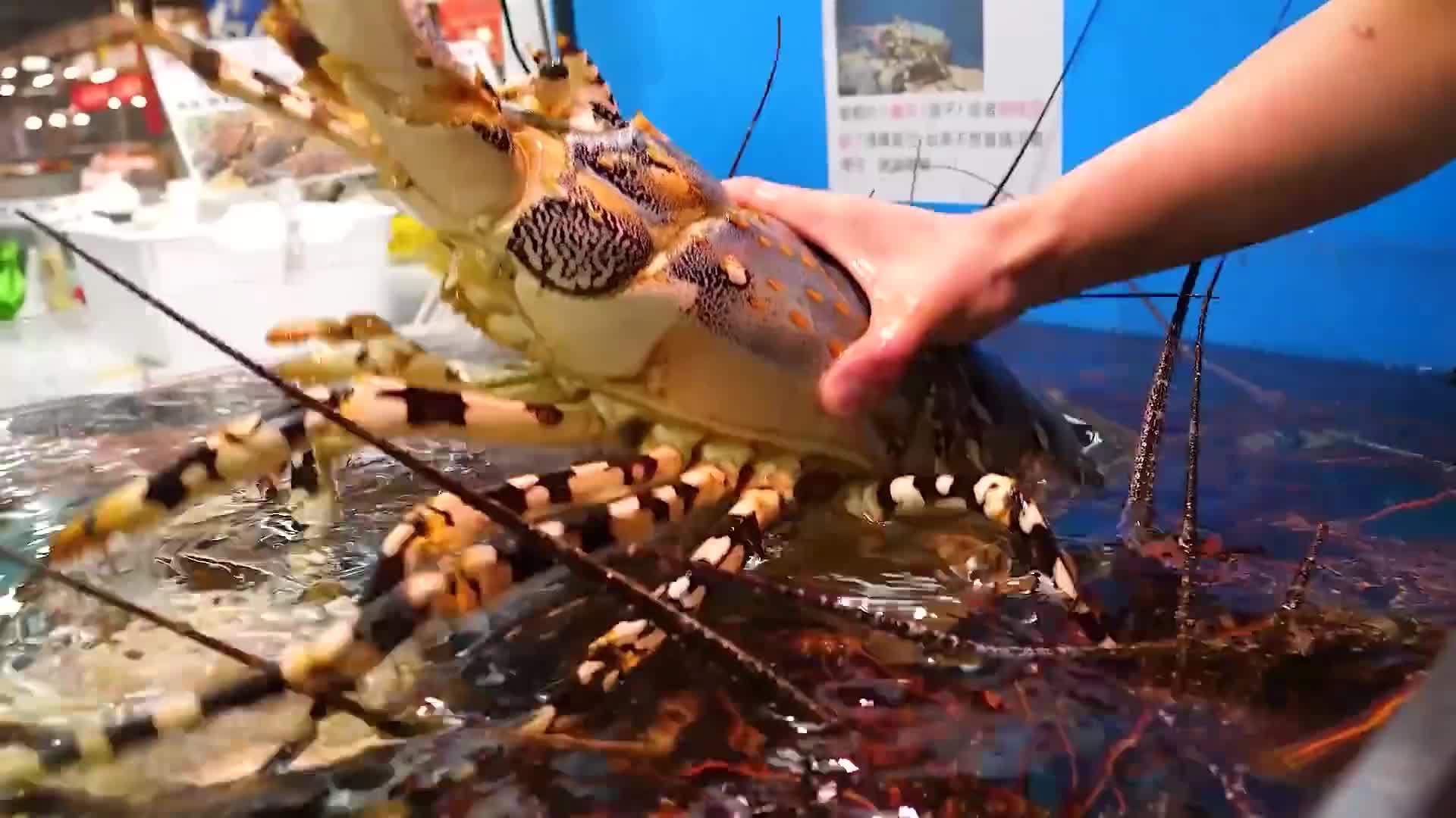 龍蝦31 184B7B3727DC3D4C.png
