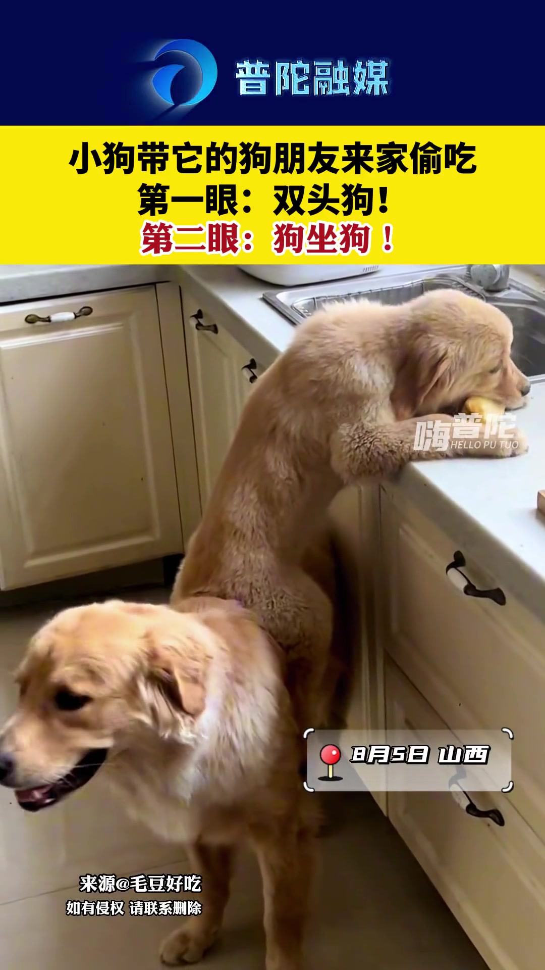 第一眼：双头狗！第二眼：狗坐狗！-24VS直播, image size:1080x1920