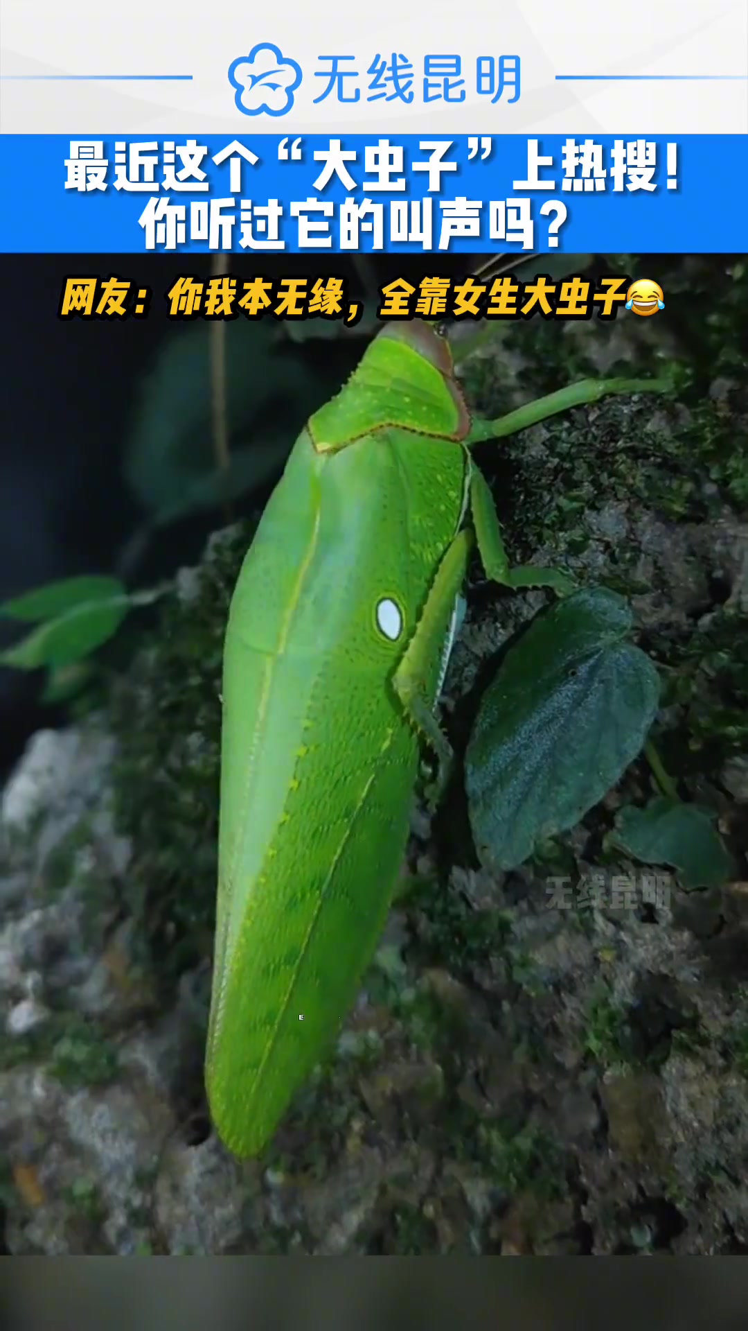 最近这只“大虫子”上热搜！你听过它的叫声吗？-24VS直播